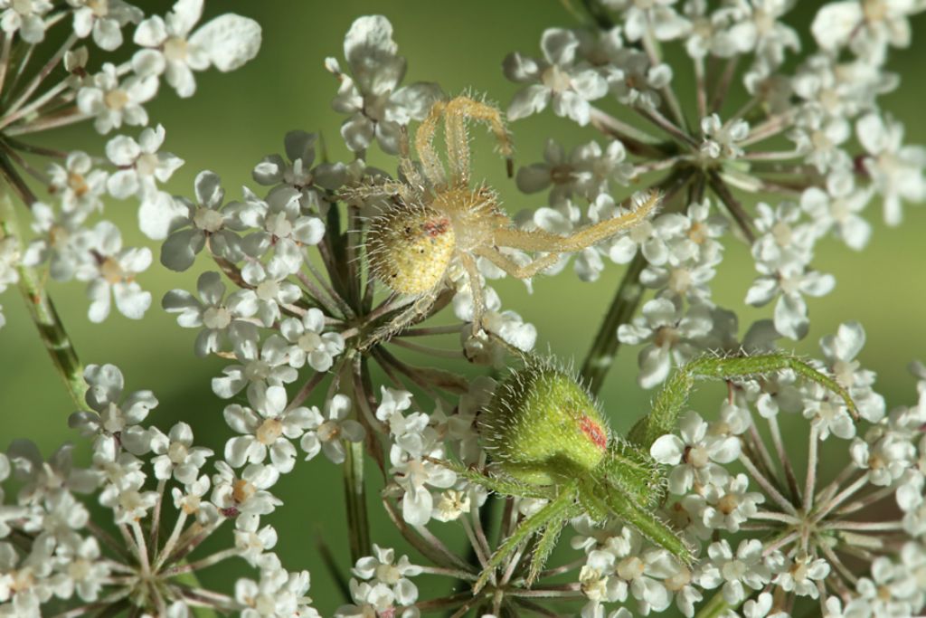 Heriaeus sp.  -  La Serra di Lerici (SP)